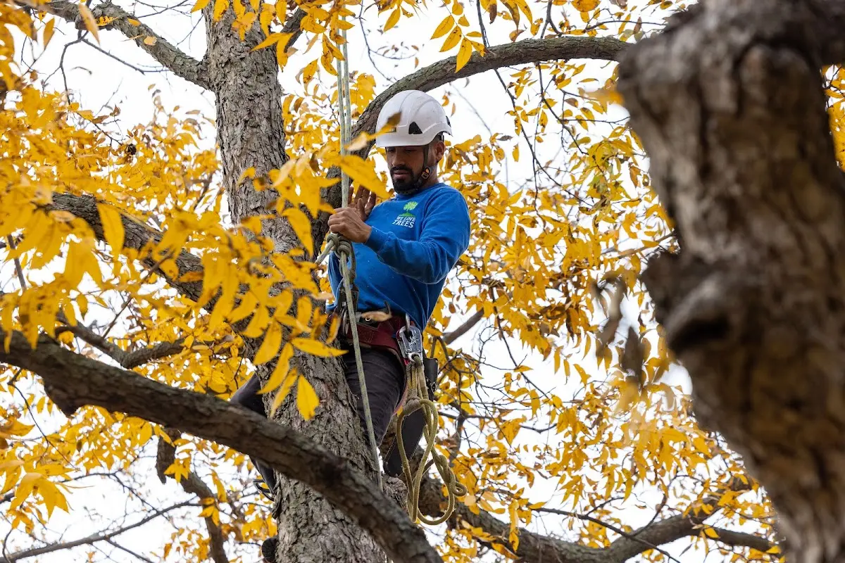 Skilled Tree Pruning crew working in Owaneco